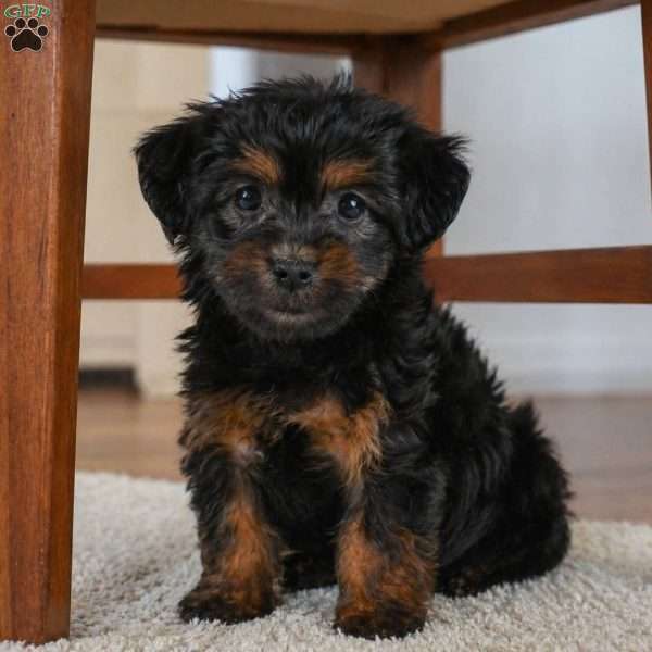 IVY, Yorkie Puppy